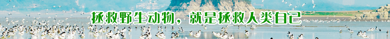 首页滚动下横幅广告